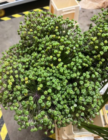 Allium Gladiator Verde 80cm