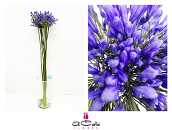 Agapantus Hol. Eyfory Blue 60cm