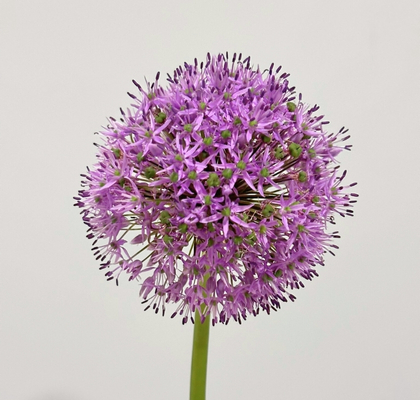 Allium Gladiator 95cm