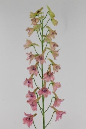 Delphinium Hol. Bd Pink Sensation 90cm "T10"