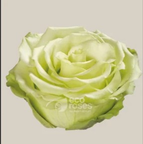 Rosa Ecu. Green Romance 70cm