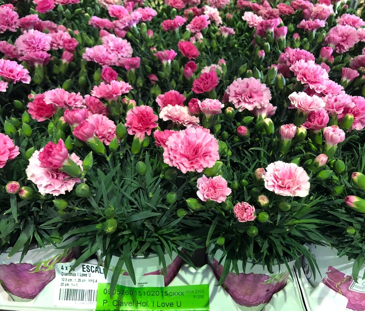 P. Dianthus Mix 10.5/15cm "CC15"