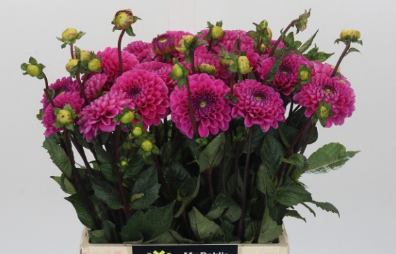 Dalia Hol. Happy Hour 40cm "CC30"