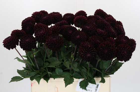 Dalia Hol. Dark Prince 60cm "CC40"