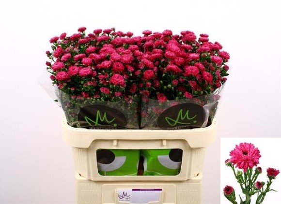 Aster Hol. Flash 80cm 35gr "T25"