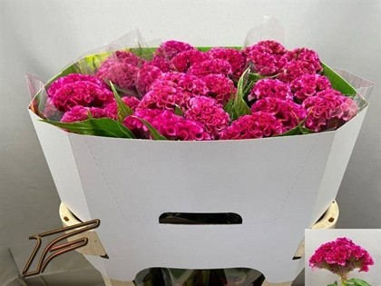 Celosia Cresta Rose Delight 75cm