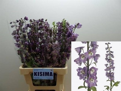 Delphinium Hol. Du Mf LPink Wb 70cm "T10"