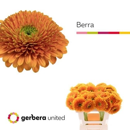 Gerbera Hol. Gb Berra+
