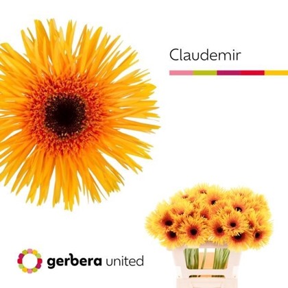 Gerbera Hol. Gespider Glaudemir
