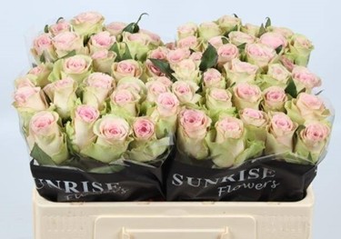 Rosa Hol. Trivia 50cm