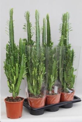 P. Euphorbia Trigona 17/75cm x6