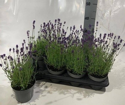 P. Lavanda An Hidcote 13/30cm "CC12"