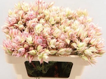 Safari Ayoba Satin Star 50cm