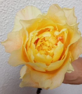 Rosa Ecu. Golden Dragonfly 60cm (7 Dias - 2)
