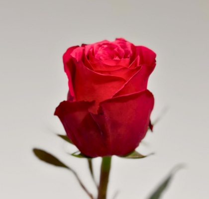 Rosa Ecu. Cherry O 60cm (7 Dias - 2)