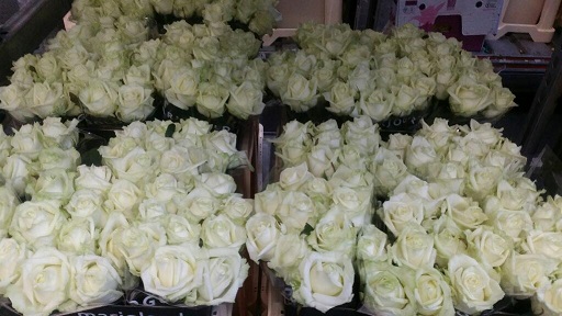 Rosa Hol. White Naomi 55cm (7 Dias - 2)