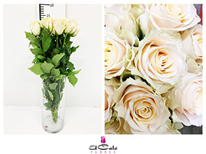 Rosa Hol. Charmant 50cm (7 Dias - 2)