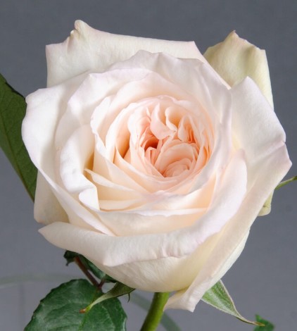Rosa Ecu. White O'hara 60cm (7 Dias - 2)