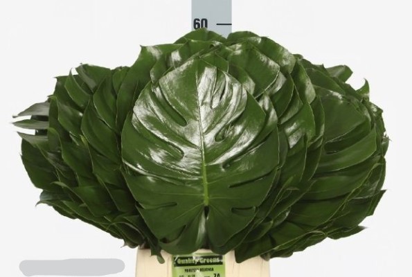 Philodendro Monstera Italia 60cm