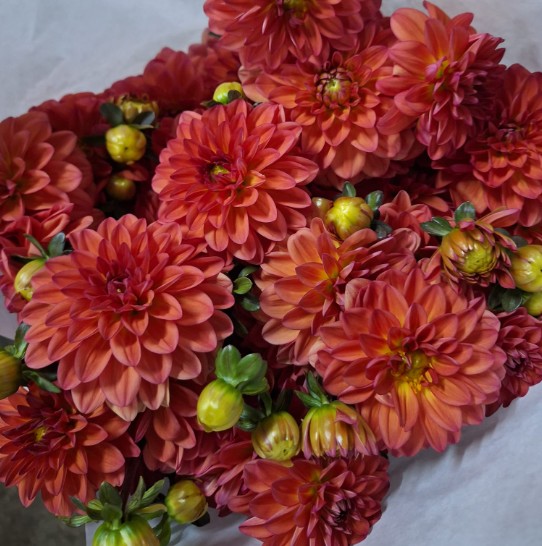 Dalia Italia Ball Orange 50cm "CC50"
