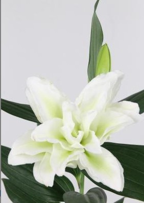 Oriental Hol. Bl. Doble Rl. Dejima 95cm 4/5 fl.