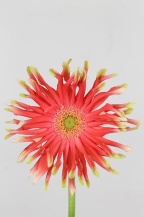 Gerbera Hol. Pastini Rivell