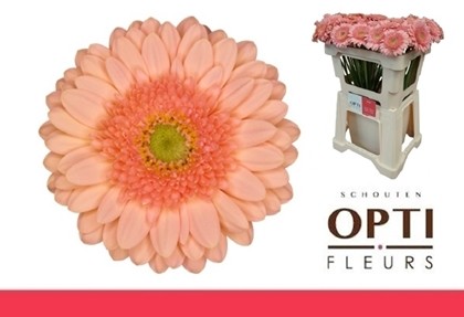 Gerbera Mini Hol. Ice Cream "T20"