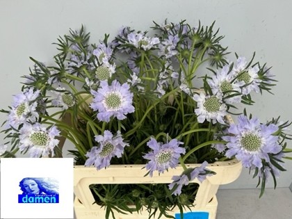 Scabiosa Caucasica Danielle 65cm