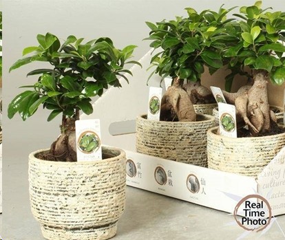 P. Ficus Mini Ginseng Bonsai 14/35cm x6 -M. Ceramica-