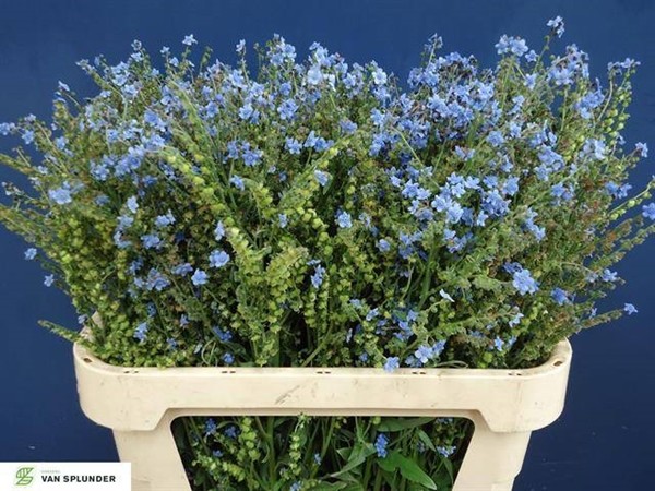 Cynoglossum Amabile 80cm