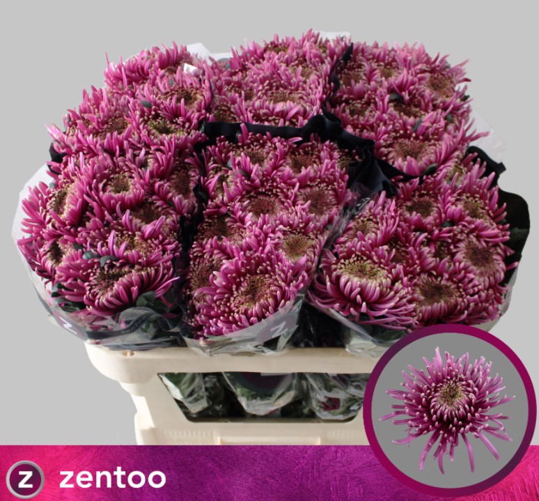 Uniflor Hol. Baltazar Intense 75gr Bic.