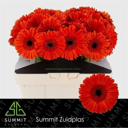 Gerbera Hol. Capella