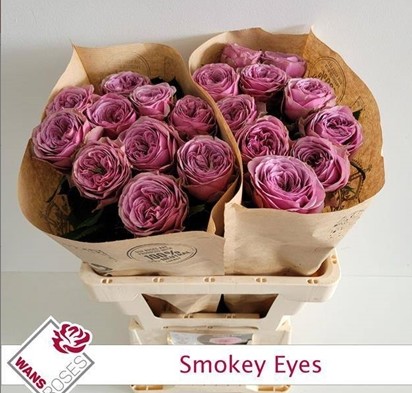 Rosa Hol. Smokey Eyes 40cm