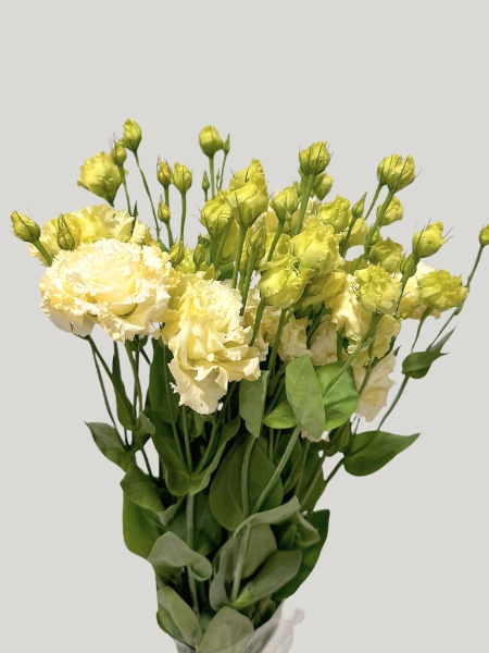 Lisiantus Nac. Rizado Crema 70cm (7 Dias - 2)