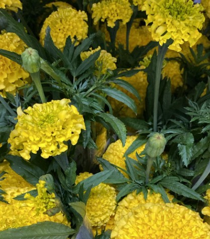 Tagete Nac. Amarillo 50cm (7 Dias - 2)