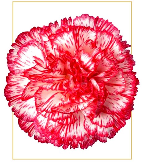 Clavel Col. Fancy Charlie Peppermint