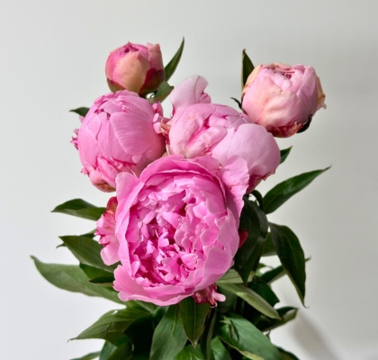 Peonia Hol. Sara Bernardt 55cm "Flor pequea"