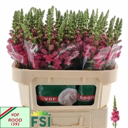 Antirrhinum Hol. Poto Cher Rosa 75cm