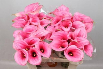Calla Extase 55cm