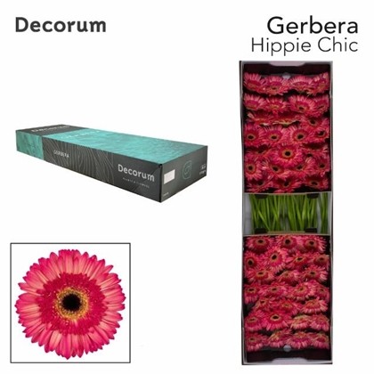 Gerbera Hol. Hippie Chic