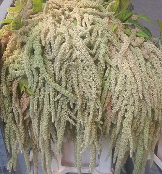 Amaranthus Hol. Ca Viridis 60cm Vd