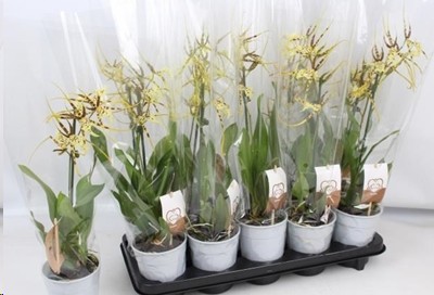 P. Orquidea Brassia Summer Dream 12/55cm x8 2T