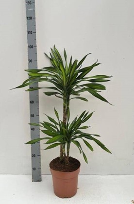 P. Dracena Hol. Frag Riki 21/900cm 2P (90/45)