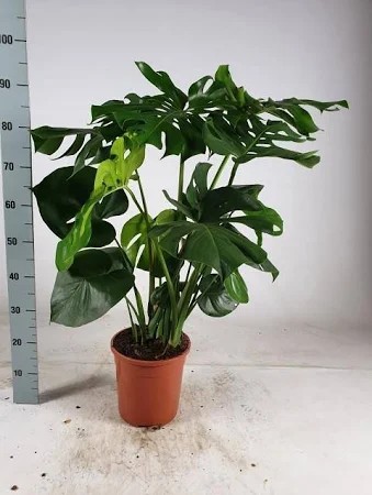 P. Monstera Deliciosa 19/80cm x3