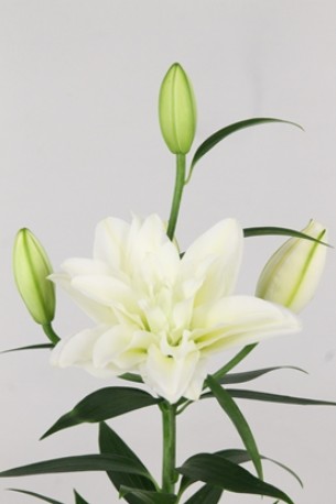 Oriental Hol. Bl. Doble Amsterdam 85cm 2 fl.