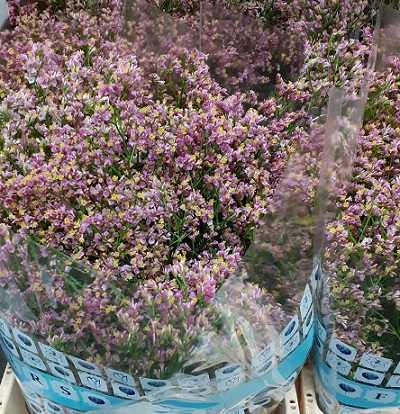 Limonium Hol. Anouchka Dia 80cm 30gr "T25" Rs.