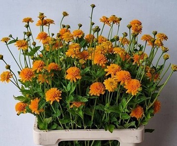 Heliopsis Helian Asahi