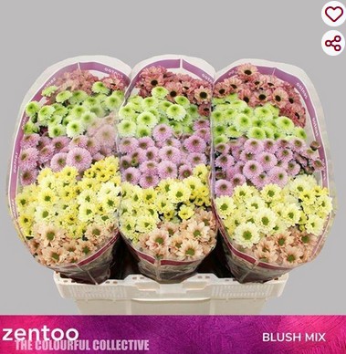 Santini Mixta PP Pastel 1200gr "T25"