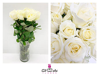Rosa Hol. Avalanche 70cm A2 (7 Dias - 2)