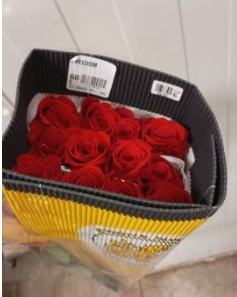 Rosa Col. Explorer 50cm Rj. "GHA" (7 Dias - 2)